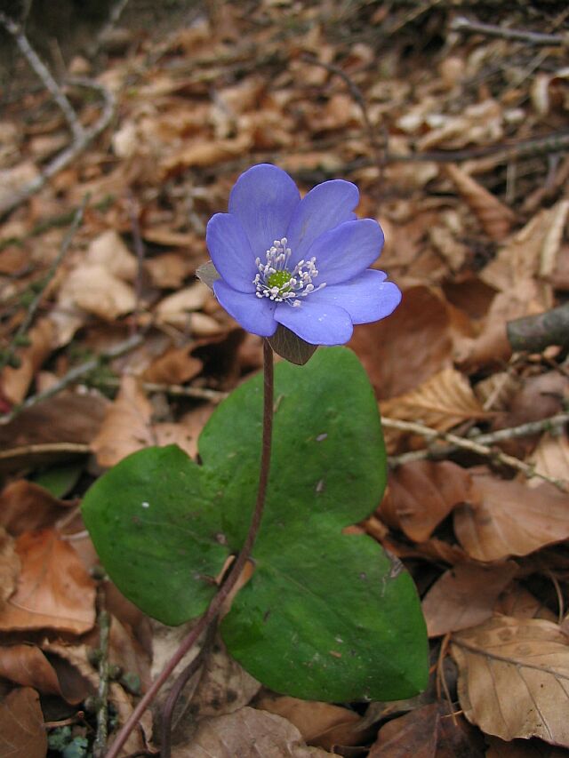 Hepatica nobilis / Erba trinit